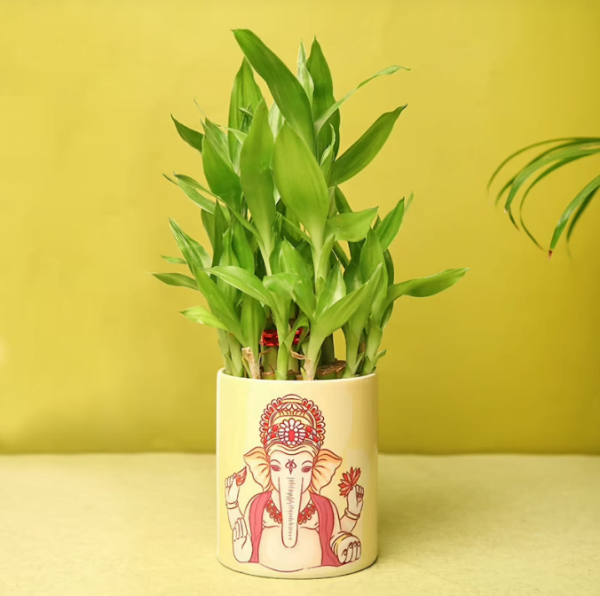 2 Layer Ganesha Bamboo Plant 699