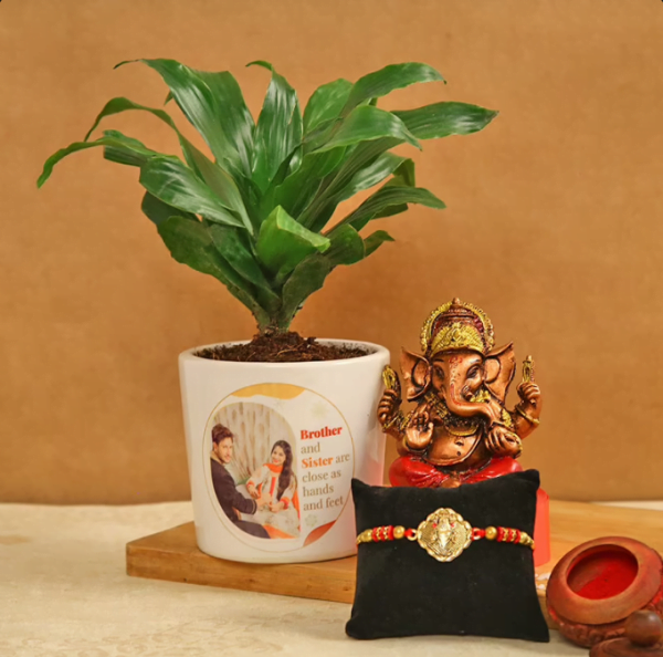 Dracena Ganesha Rakhi Plant